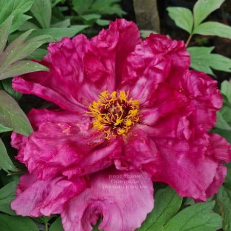 Півонія деревоподібна японська (Paeonia suffruticosa japanese) ФОТО Розсадник рослин Природа