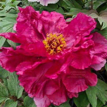 Півонія деревоподібна японська (Paeonia suffruticosa japanese) ФОТО Розсадник рослин Природа