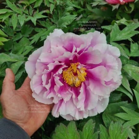 Півонія деревоподібна японська (Paeonia suffruticosa japanese) ФОТО Розсадник рослин Природа