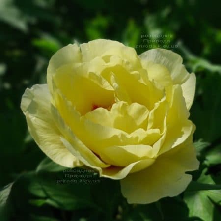 Півонія деревоподібна японська (Paeonia suffruticosa japanese) ФОТО Розсадник рослин Природа