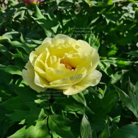 Півонія деревоподібна японська (Paeonia suffruticosa japanese) ФОТО Розсадник рослин Природа