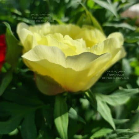 Півонія деревоподібна японська (Paeonia suffruticosa japanese) ФОТО Розсадник рослин Природа