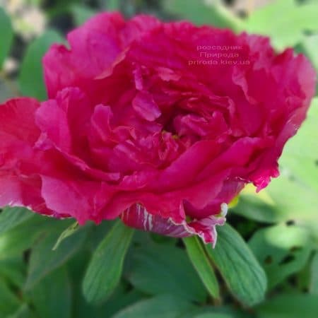 Півонія деревоподібна японська (Paeonia suffruticosa japanese) ФОТО Розсадник рослин Природа