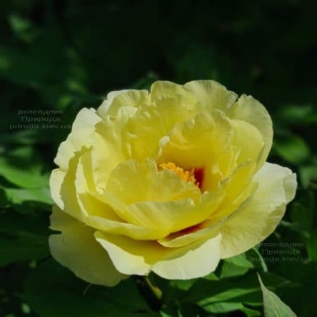 Півонія деревоподібна японська (Paeonia suffruticosa japanese) ФОТО Розсадник рослин Природа