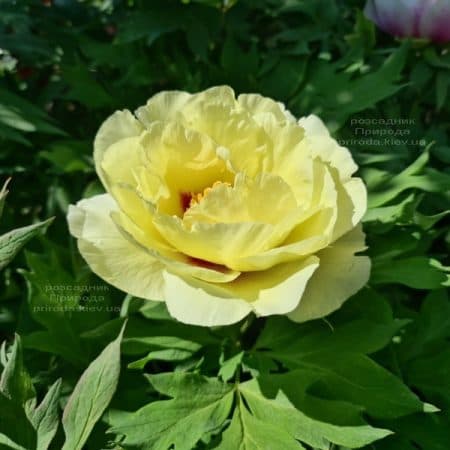 Півонія деревоподібна японська (Paeonia suffruticosa japanese) ФОТО Розсадник рослин Природа