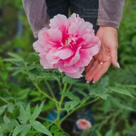 Півонія деревоподібна японська (Paeonia suffruticosa japanese) ФОТО Розсадник рослин Природа