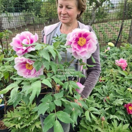 Півонія деревоподібна японська (Paeonia suffruticosa japanese) ФОТО Розсадник рослин Природа