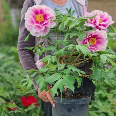 Півонія деревоподібна японська (Paeonia suffruticosa japanese) ФОТО Розсадник рослин Природа