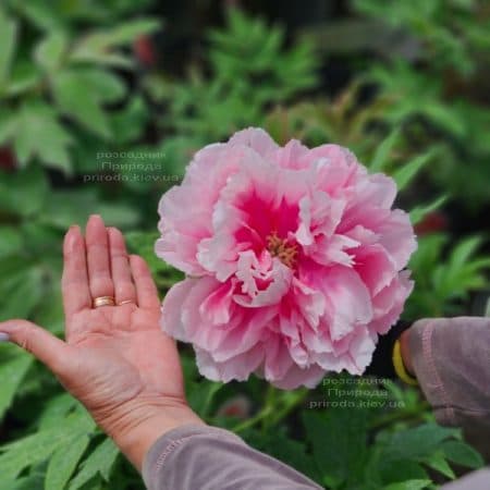 Півонія деревоподібна японська (Paeonia suffruticosa japanese) ФОТО Розсадник рослин Природа