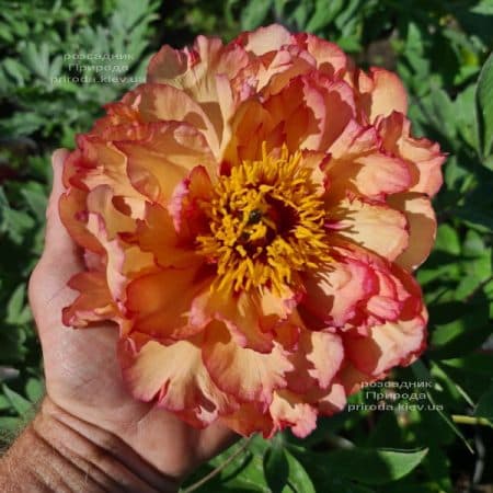 Півонія деревоподібна японська (Paeonia suffruticosa japanese) ФОТО Розсадник рослин Природа