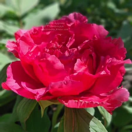 Півонія деревоподібна японська (Paeonia suffruticosa japanese) ФОТО Розсадник рослин Природа