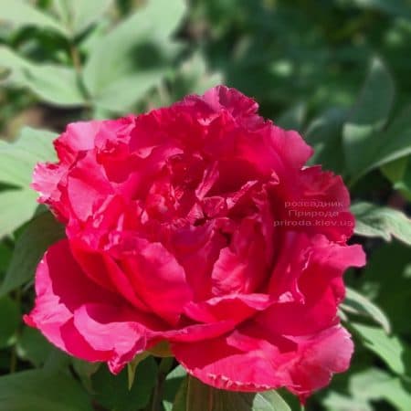 Півонія деревоподібна японська (Paeonia suffruticosa japanese) ФОТО Розсадник рослин Природа