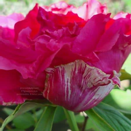 Півонія деревоподібна японська (Paeonia suffruticosa japanese) ФОТО Розсадник рослин Природа