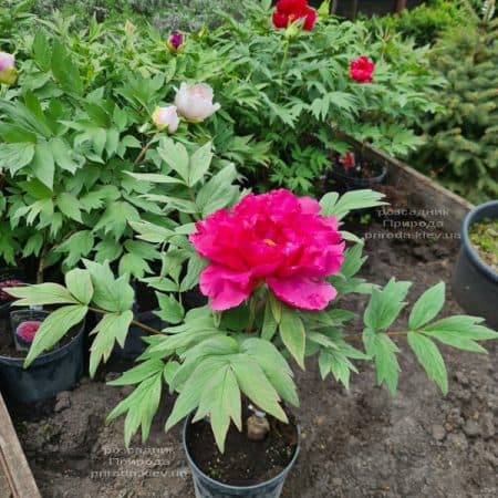 Півонія деревоподібна японська (Paeonia suffruticosa japanese) ФОТО Розсадник рослин Природа