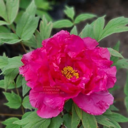 Півонія деревоподібна японська (Paeonia suffruticosa japanese) ФОТО Розсадник рослин Природа