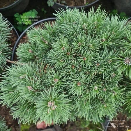 Сосна гірська Груне Веле (Pinus mugo Grune Welle) ФОТО Розсадник рослин Природа (2)