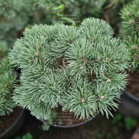 Сосна гірська Груне Веле (Pinus mugo Grune Welle) ФОТО Розсадник рослин Природа (3)