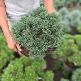 Сосна гірська Груне Веле (Pinus mugo Grune Welle) ФОТО Розсадник рослин Природа (4)
