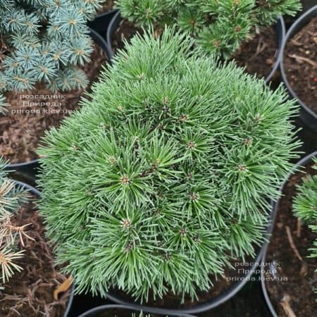 Сосна гірська Гніздо (Pinus mugo Hnizdo) ФОТО Розсадник рослин Природа (1)