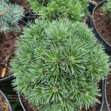 Сосна гірська Гніздо (Pinus mugo Hnizdo) ФОТО Розсадник рослин Природа (3)