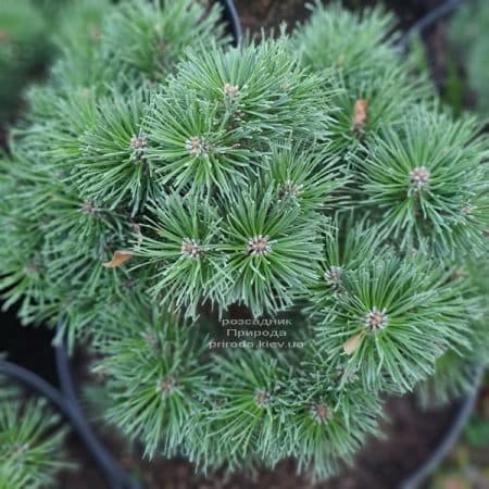 Сосна гірська Гніздо (Pinus mugo Hnizdo) ФОТО Розсадник рослин Природа (5)