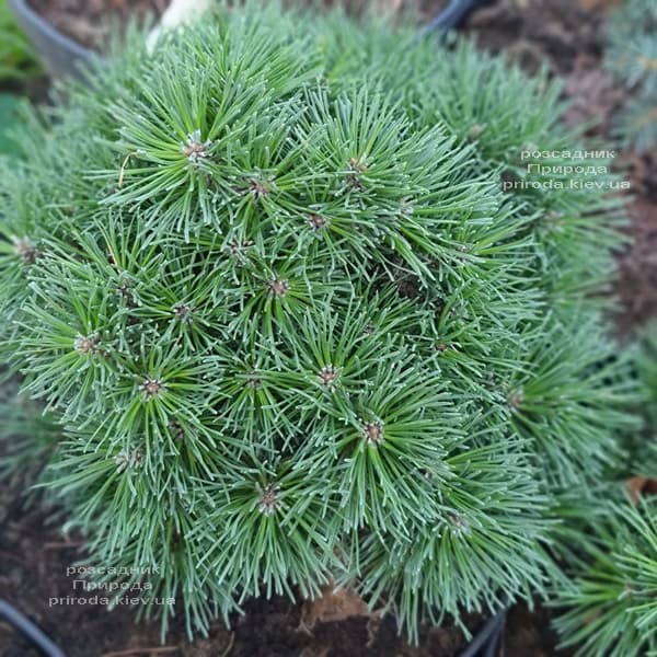 Сосна гірська Гніздо (Pinus mugo Hnizdo) ФОТО Розсадник рослин Природа (7)