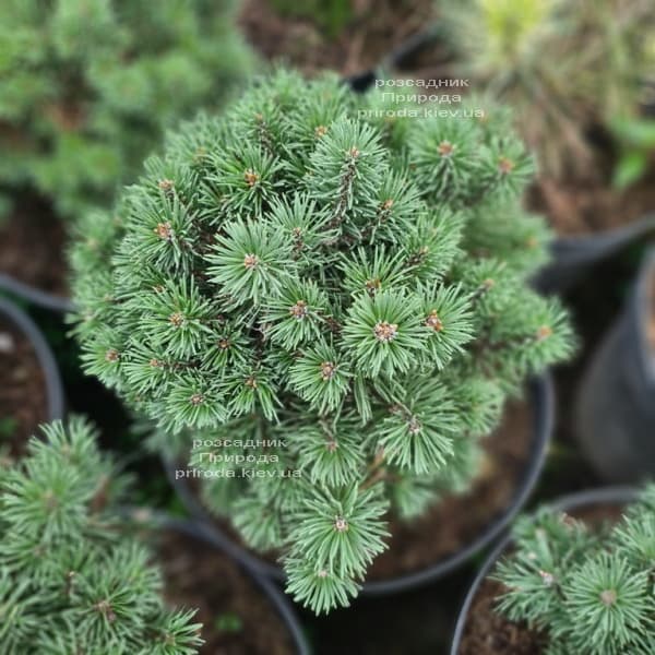 Сосна гірська Міні Мопс (Pinus mugo Mini Mops) ФОТО Розсадник рослин Природа (1)