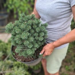 Сосна гірська Міні Мопс (Pinus mugo Mini Mops) ФОТО Розсадник рослин Природа (3)