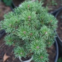 Сосна гірська Шервуд Компакт (Pinus mugo Scherwood compact) ФОТО Розсадник рослин Природа (1)