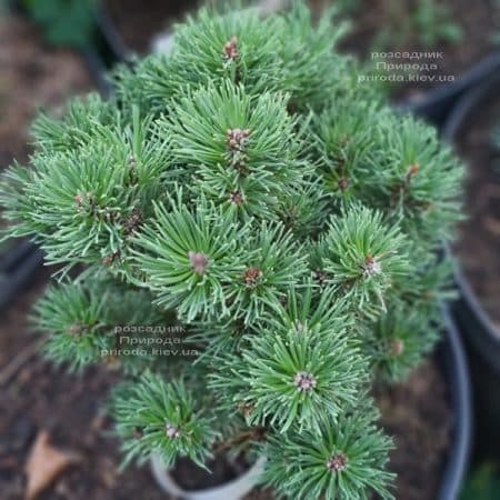 Сосна гірська Шервуд Компакт (Pinus mugo Scherwood compact) ФОТО Розсадник рослин Природа (1)