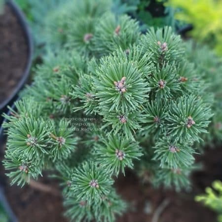 Сосна гірська Шервуд Компакт (Pinus mugo Scherwood compact) ФОТО Розсадник рослин Природа (2)