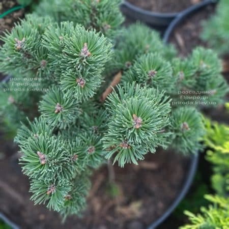 Сосна гірська Шервуд Компакт (Pinus mugo Scherwood compact) ФОТО Розсадник рослин Природа (3)