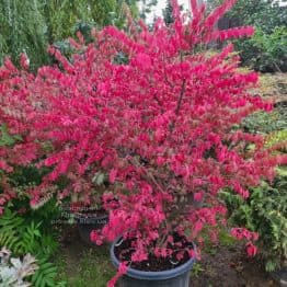 Бересклет крилатий (Euonymus alatus) ФОТО Розсадник рослин Природа (23)