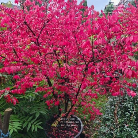 Бересклет крилатий (Euonymus alatus) ФОТО Розсадник рослин Природа (29)