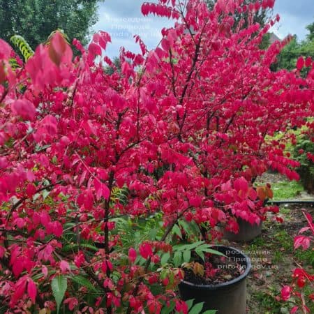 Бересклет крилатий (Euonymus alatus) ФОТО Розсадник рослин Природа (31)