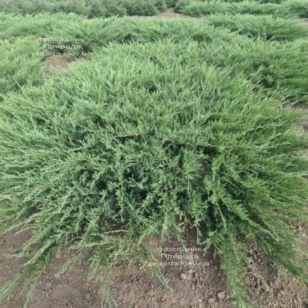 Ялівець козацький Тамарісціфолія (Juniperus sabina Tamariscifolia) ФОТО Розсадник рослин Природа (10)