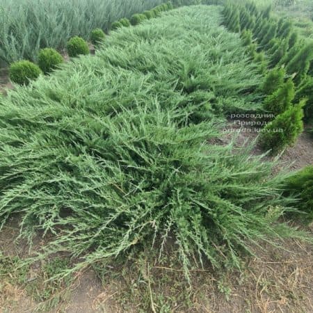 Ялівець козацький Тамарісціфолія (Juniperus sabina Tamariscifolia) ФОТО Розсадник рослин Природа (11)