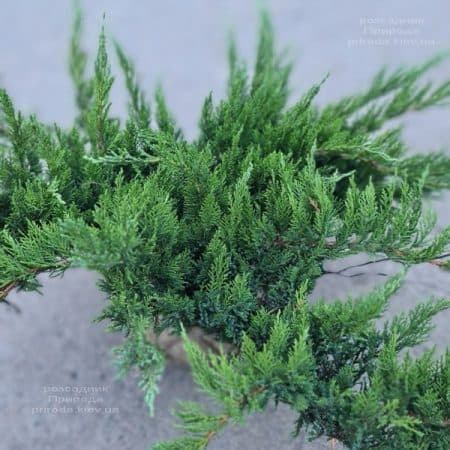 Ялівець козацький Тамарісціфолія (Juniperus sabina Tamariscifolia) ФОТО Розсадник рослин Природа (13)