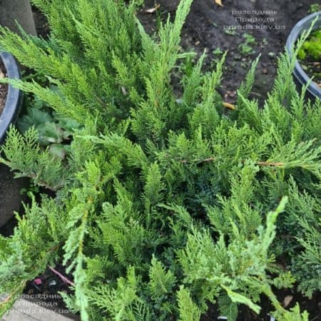 Ялівець козацький Тамарісціфолія (Juniperus sabina Tamariscifolia) ФОТО Розсадник рослин Природа (14)