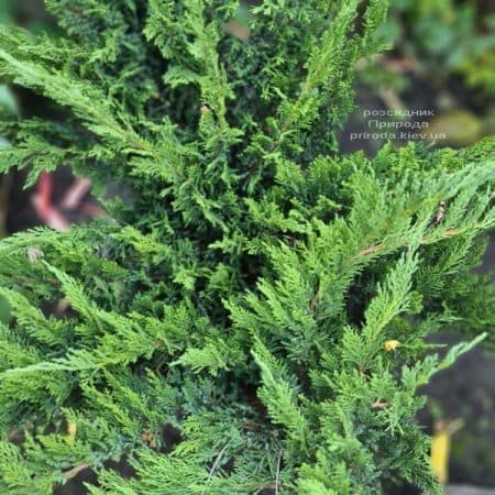 Ялівець козацький Тамарісціфолія (Juniperus sabina Tamariscifolia) ФОТО Розсадник рослин Природа (15)