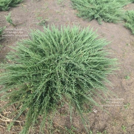 Ялівець козацький Тамарісціфолія (Juniperus sabina Tamariscifolia) ФОТО Розсадник рослин Природа (9)