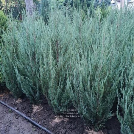 Ялівець скельний Блю Арроу (Juniperus scopolorum Blue Arrow) ФОТО Розсадник рослин Природа (52)