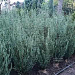 Ялівець скельний Блю Арроу (Juniperus scopolorum Blue Arrow) ФОТО Розсадник рослин Природа (53)