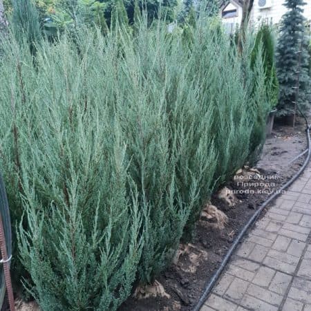 Ялівець скельний Блю Арроу (Juniperus scopolorum Blue Arrow) ФОТО Розсадник рослин Природа (54)