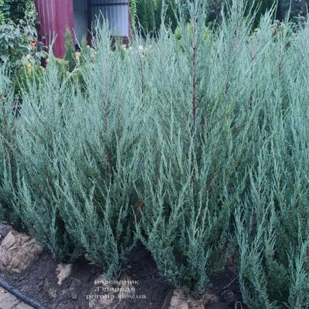 Ялівець скельний Блю Арроу (Juniperus scopolorum Blue Arrow) ФОТО Розсадник рослин Природа (55)