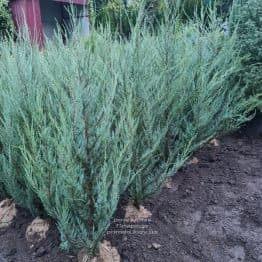 Ялівець скельний Скайрокет (Juniperus scopulorum Skyrocket) ФОТО Розсадник рослин Природа (26)