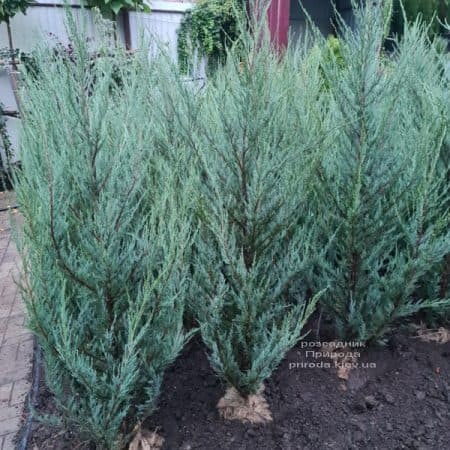 Ялівець скельний Скайрокет (Juniperus scopulorum Skyrocket) ФОТО Розсадник рослин Природа (27)