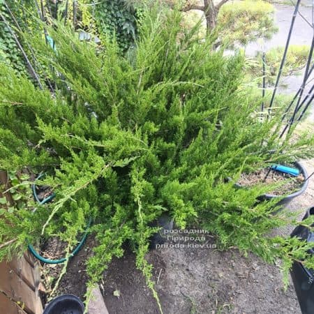 Ялівець середній / пфітцеріана Мінт Джулеп (Juniperus media / pfitzeriana Mint Julep) ФОТО Розсадник рослин Природа (11)
