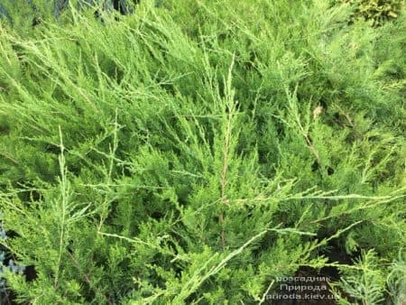 Ялівець середній / пфітцеріана Мінт Джулеп (Juniperus media / pfitzeriana Mint Julep) ФОТО Розсадник рослин Природа (13)