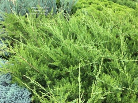Ялівець середній / пфітцеріана Мінт Джулеп (Juniperus media / pfitzeriana Mint Julep) ФОТО Розсадник рослин Природа (14)